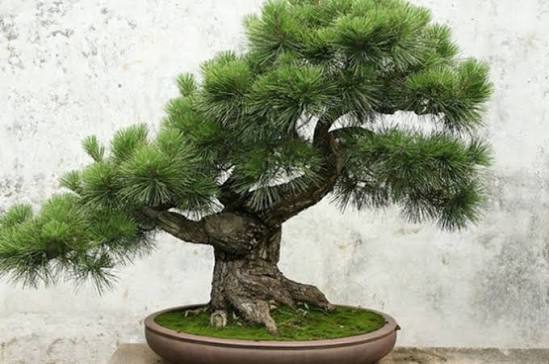 五针松医药获数千万元天使轮融资:超长效多肽能否破解代谢疾病依从性难题?